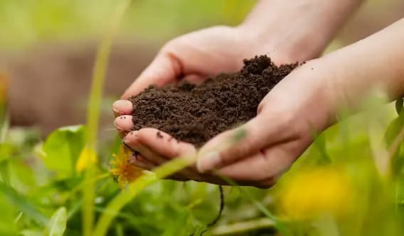 Sustainable Farming Practices at Farm Fresh To You & Capay Organic Farm