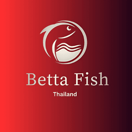 Thailand Betta Fish