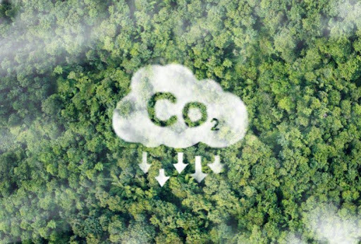 4-tips-for-turning-your-land-into-a-carbon-forest